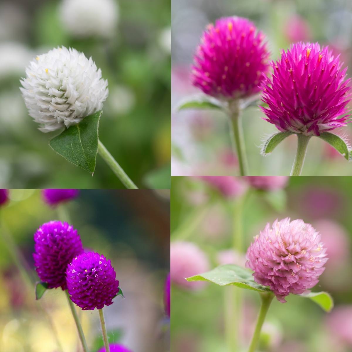 Globe Amaranth- Tall Mix